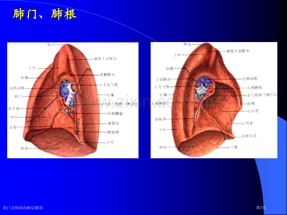 肺门及肺段的断层解剖.pptx_第3页