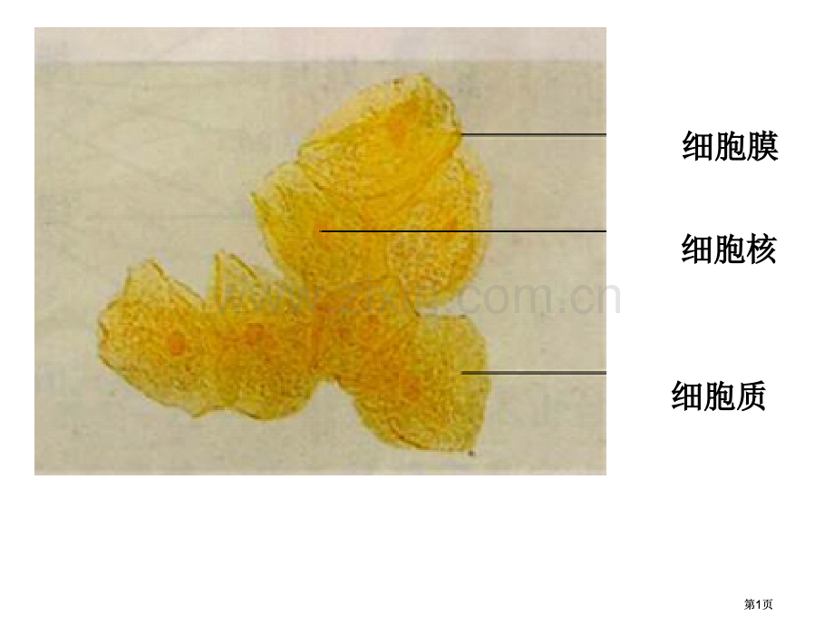 生物细胞器系统内的分工合作新人教版必修公开课一等奖优质课大赛微课获奖课件.pptx_第1页