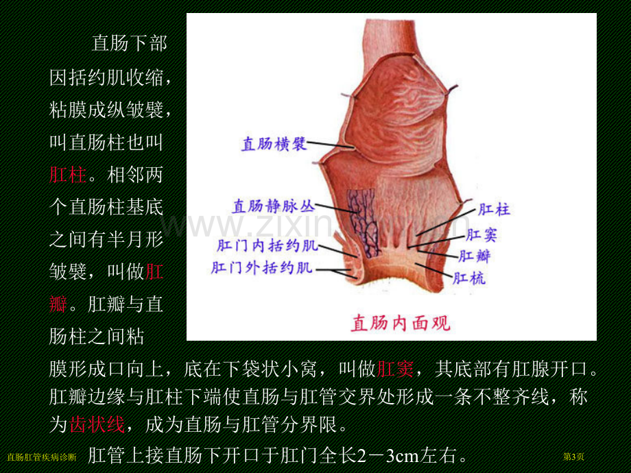 直肠肛管疾病诊断专家讲座.pptx_第3页