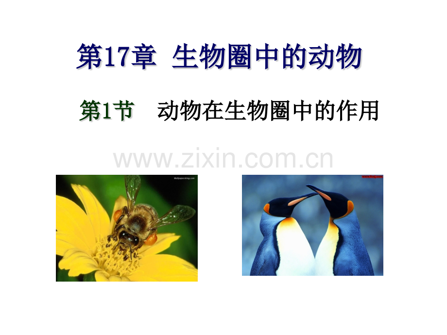 171动物在生物圈中的作用.pptx_第1页