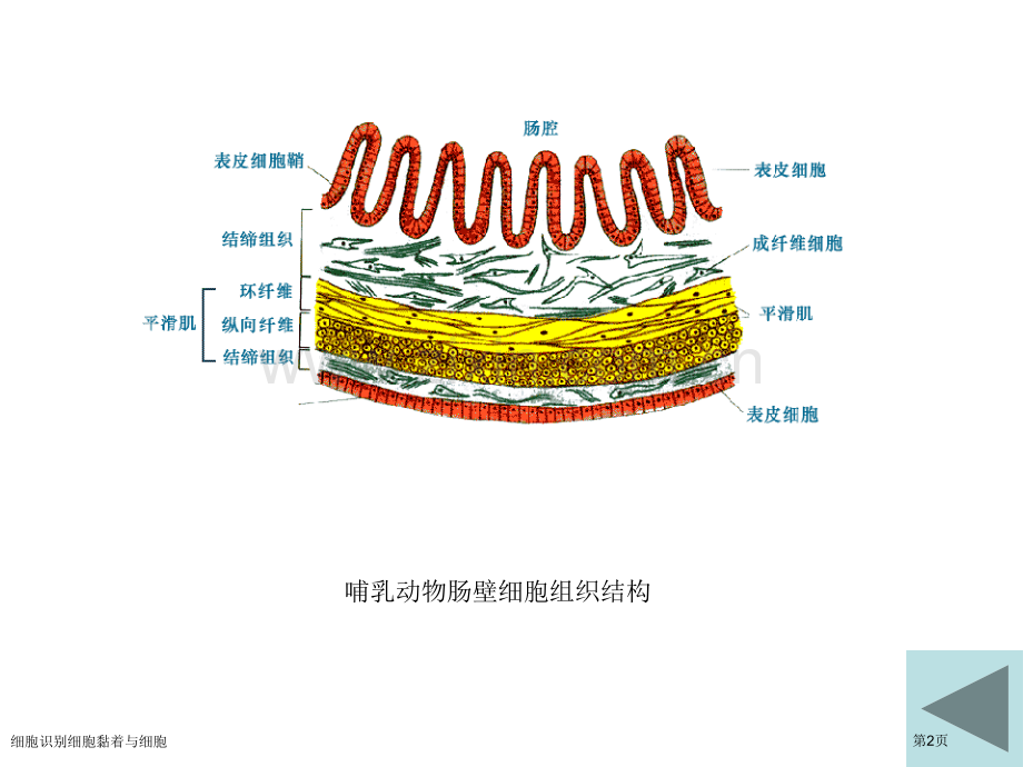 细胞识别细胞黏着与细胞.pptx_第2页