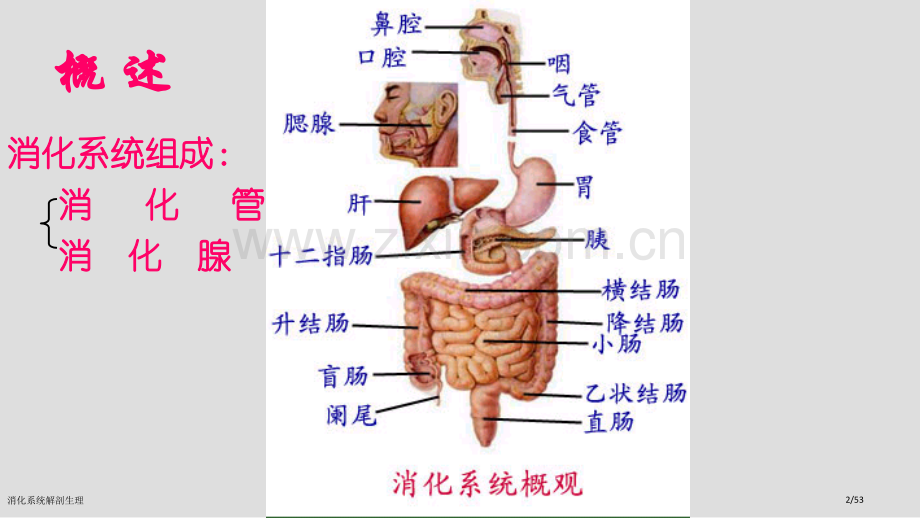 消化系统解剖生理.pptx_第2页