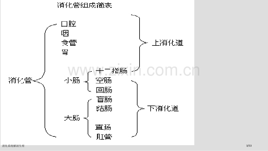 消化系统解剖生理.pptx_第3页