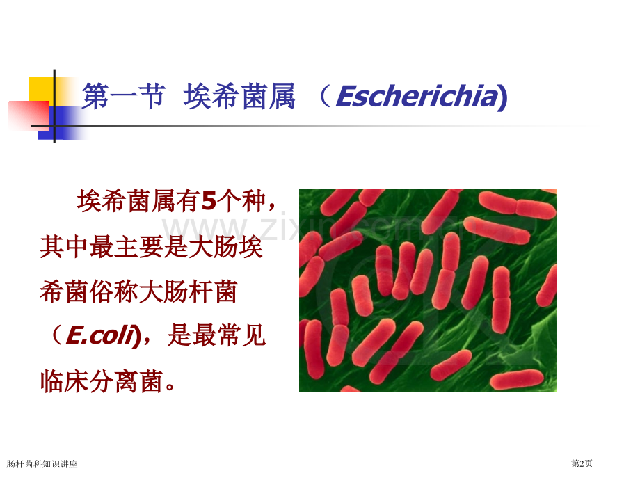 肠杆菌科知识讲座专家讲座.pptx_第2页