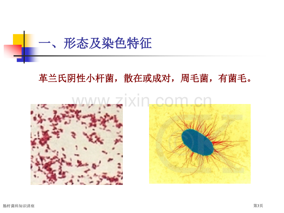 肠杆菌科知识讲座专家讲座.pptx_第3页