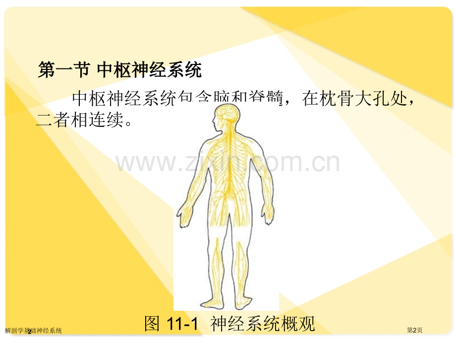 解剖学基础神经系统专家讲座.pptx_第2页