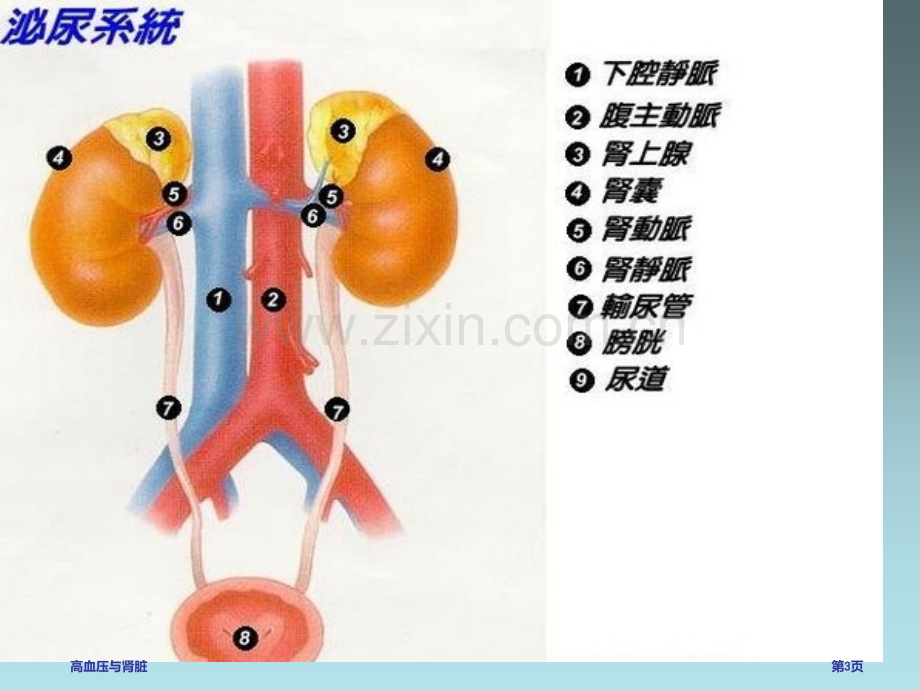 高血压与肾脏专家讲座.pptx_第3页