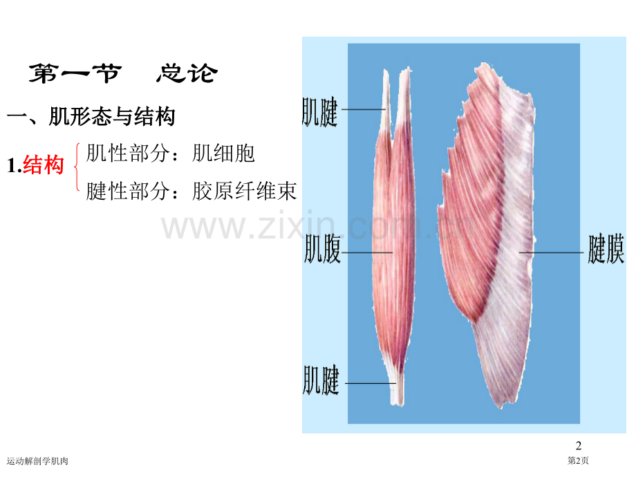 运动解剖学肌肉.pptx_第2页