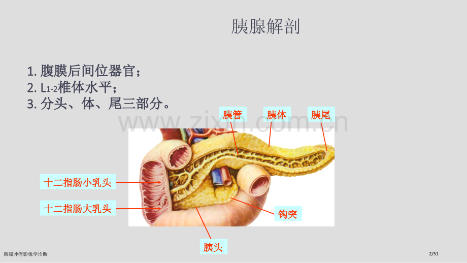 胰腺肿瘤影像学诊断.pptx_第2页