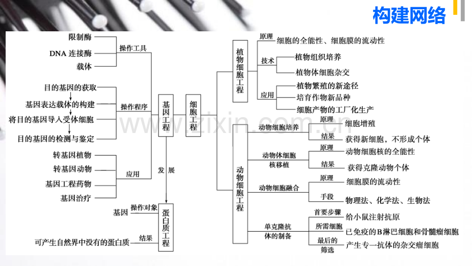 2015高考生物二轮专题81基因工程和细胞工程.pptx_第3页