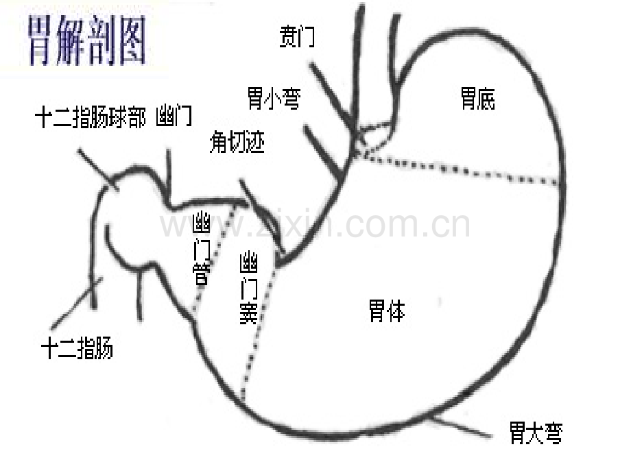 -胃炎的饮食治疗.pptx_第3页