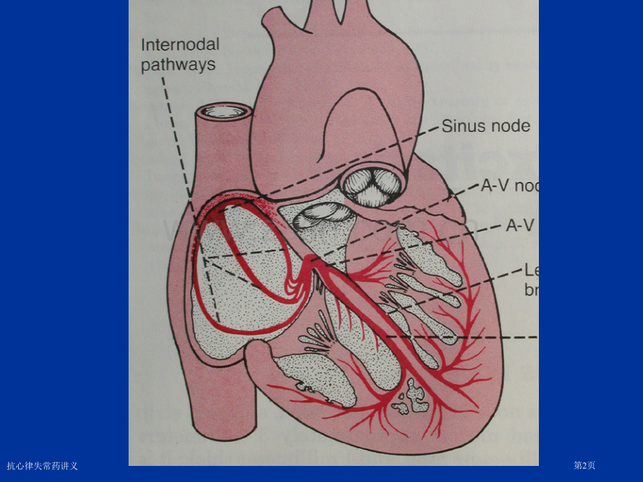 抗心律失常药讲义专家讲座.pptx_第2页