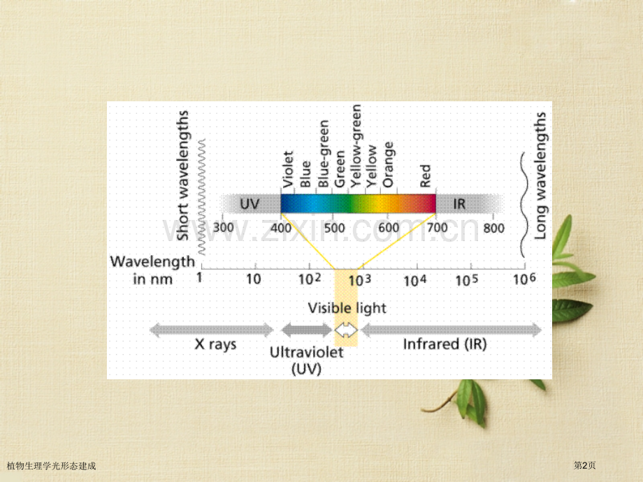 植物生理学光形态建成专家讲座.pptx_第2页