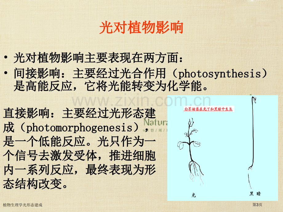 植物生理学光形态建成专家讲座.pptx_第3页