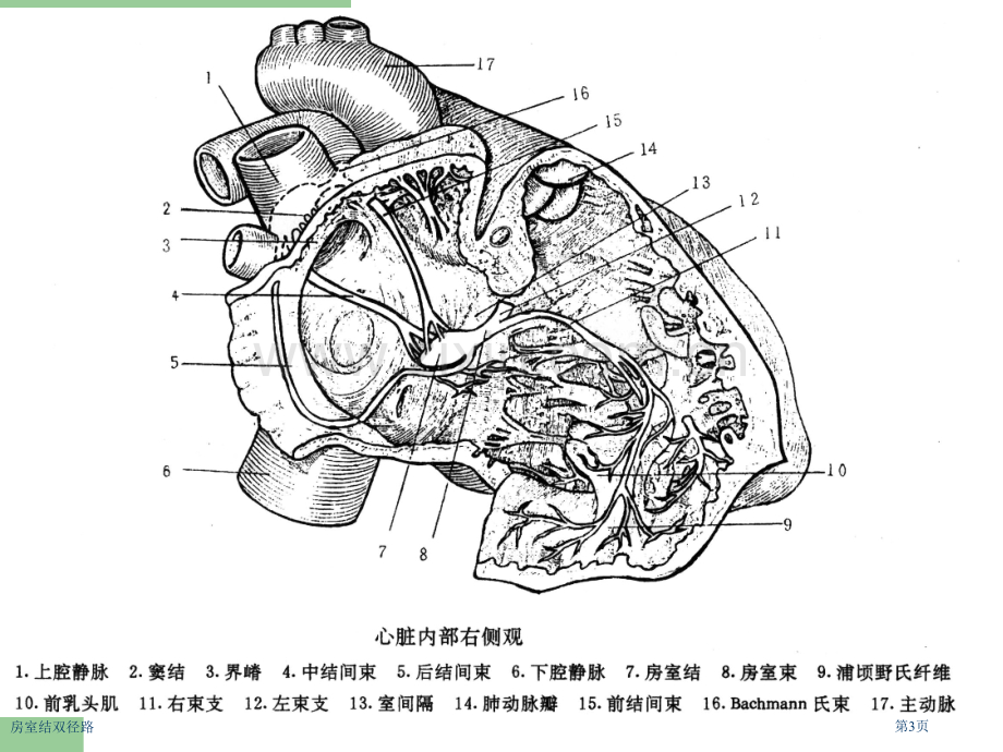 房室结双径路.pptx_第3页