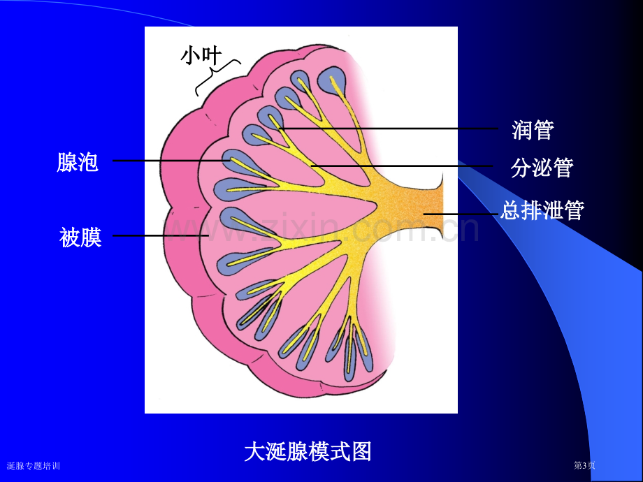 涎腺专题培训专家讲座.pptx_第3页