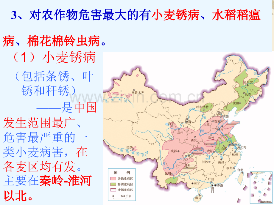 201644中国的生物灾害1资料.pptx_第3页