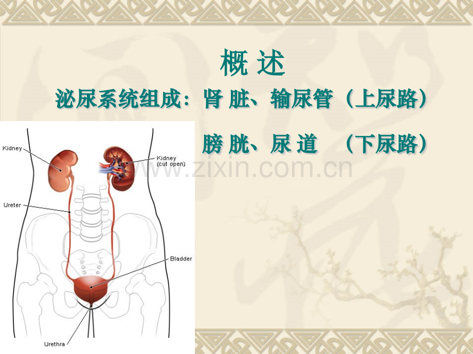 19泌尿与男性生殖系统疾病护理.pptx_第2页