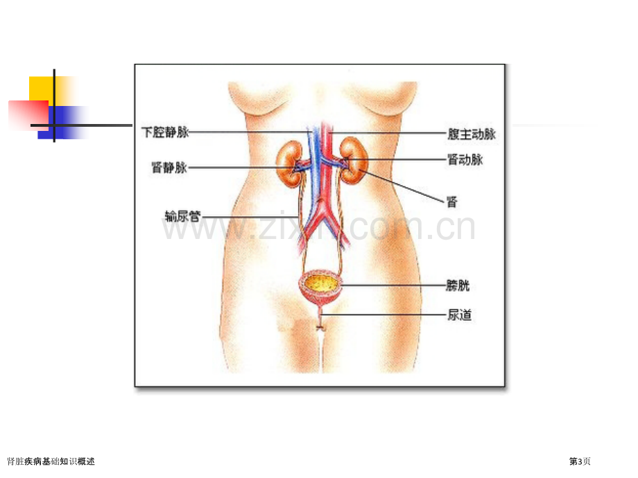 肾脏疾病基础知识概述.pptx_第3页