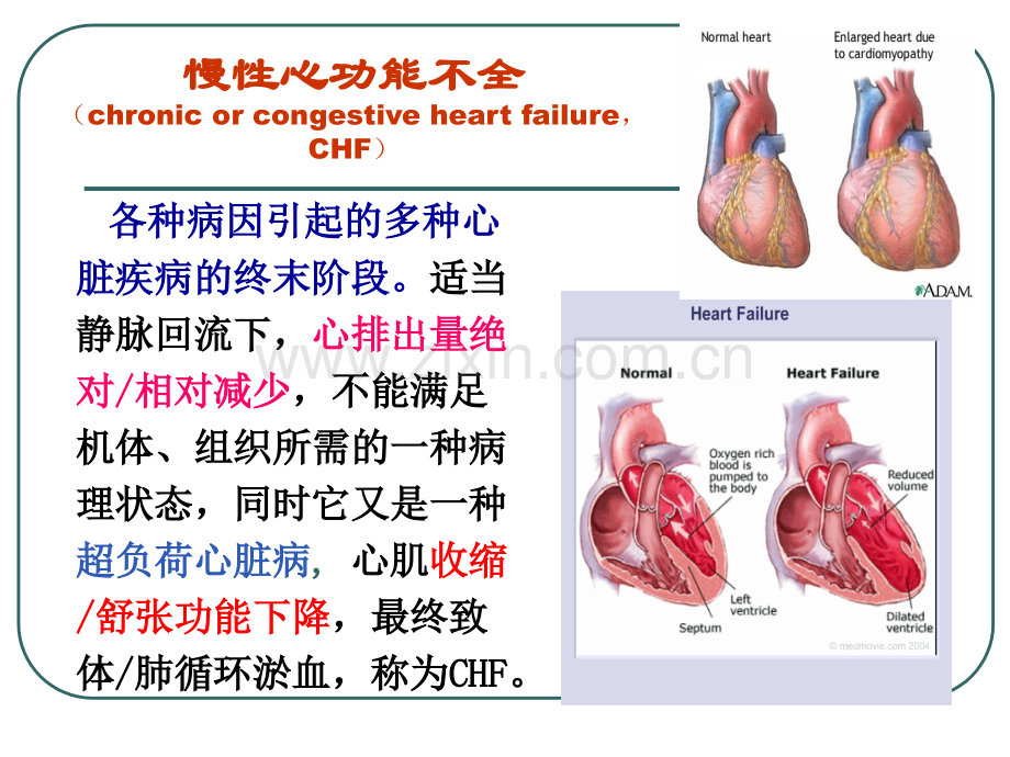 16治疗慢性心功能不全药.pptx_第3页