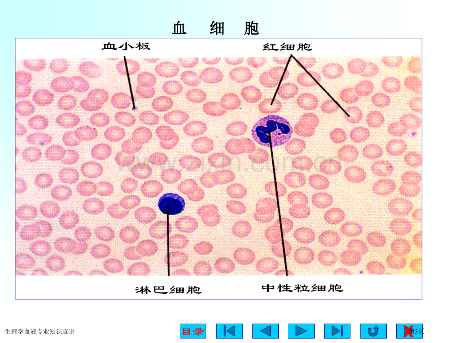 生理学血液专业知识宣讲专家讲座.pptx_第3页