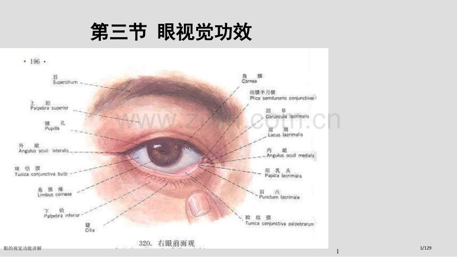 眼的视觉功能讲解.pptx_第1页