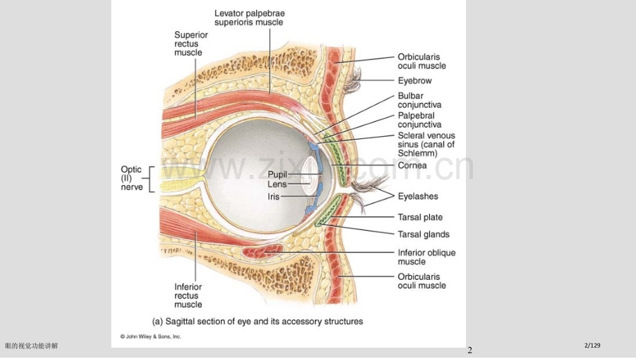 眼的视觉功能讲解.pptx_第2页