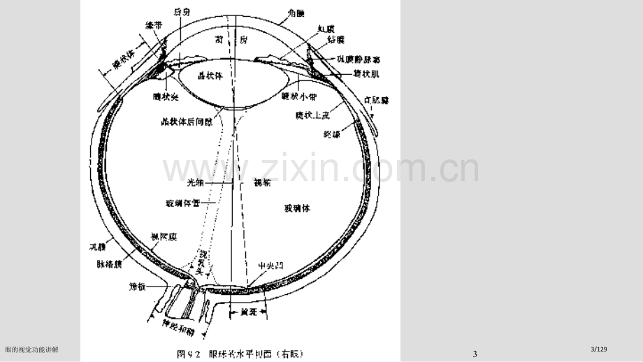 眼的视觉功能讲解.pptx_第3页