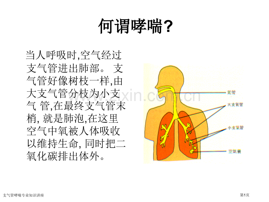 支气管哮喘专业知识讲座专家讲座.pptx_第1页