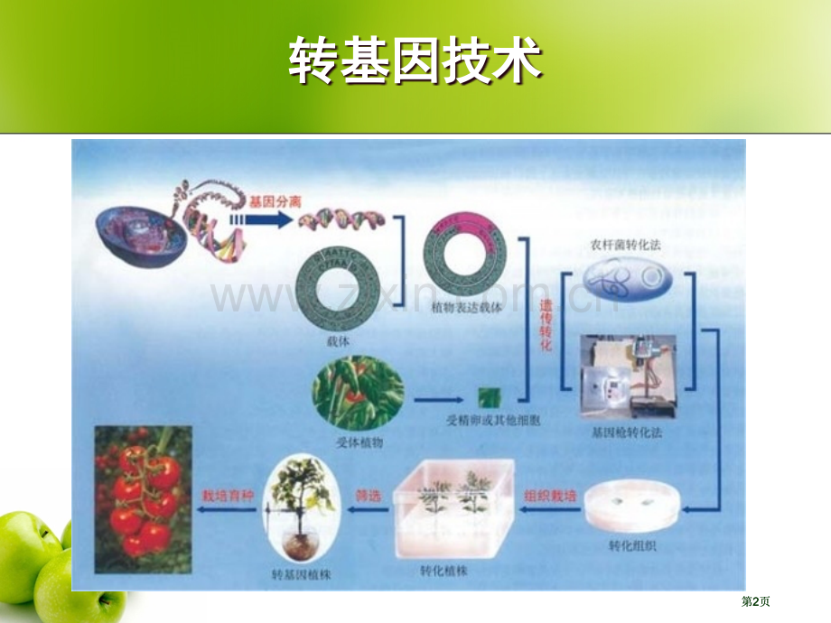 现代生物技术在育种上应用市公开课金奖市赛课一等奖课件.pptx_第2页