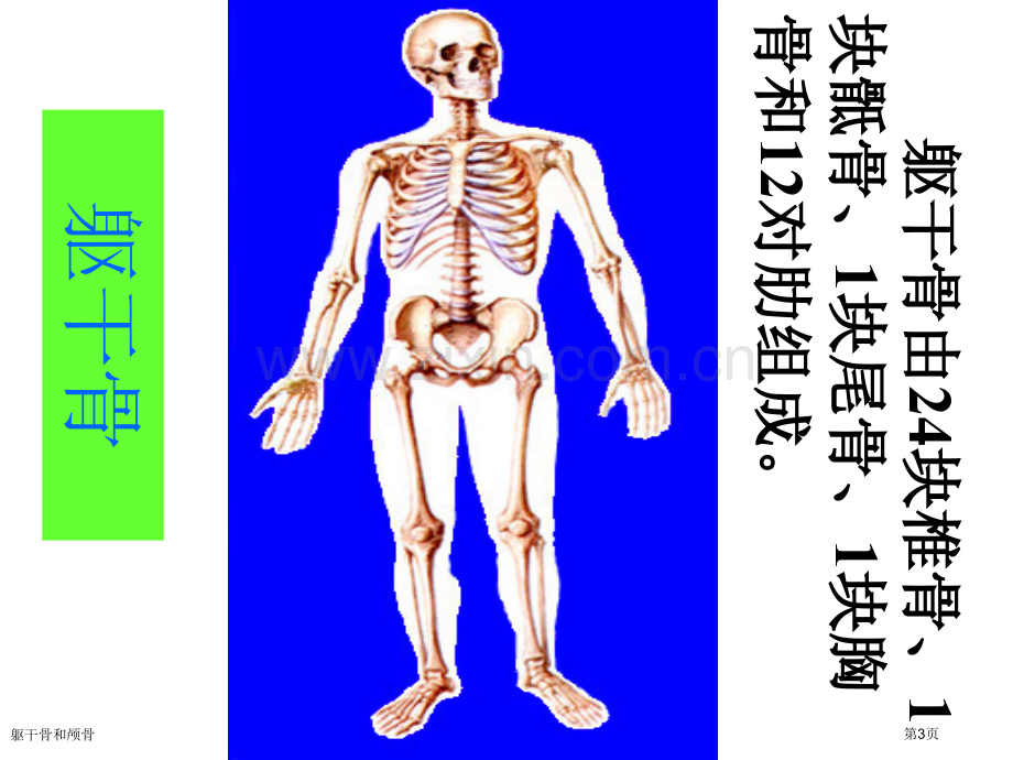 躯干骨和颅骨专家讲座.pptx_第3页