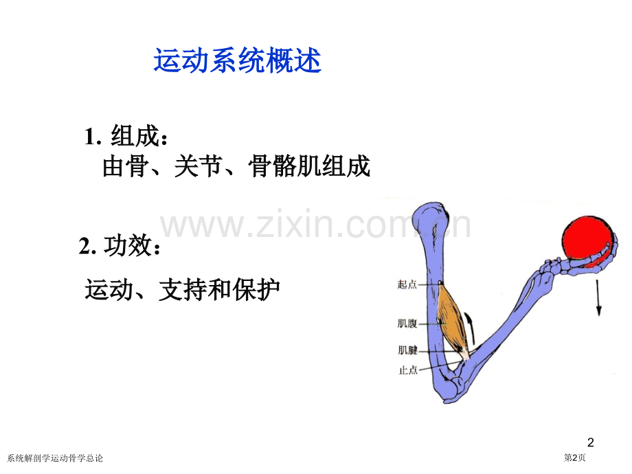 系统解剖学运动骨学总论专家讲座.pptx_第2页