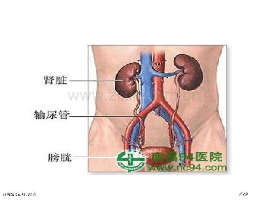 肾病综合征知识培训专家讲座.pptx_第2页