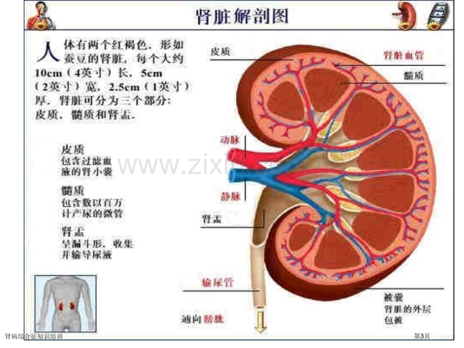 肾病综合征知识培训专家讲座.pptx_第3页