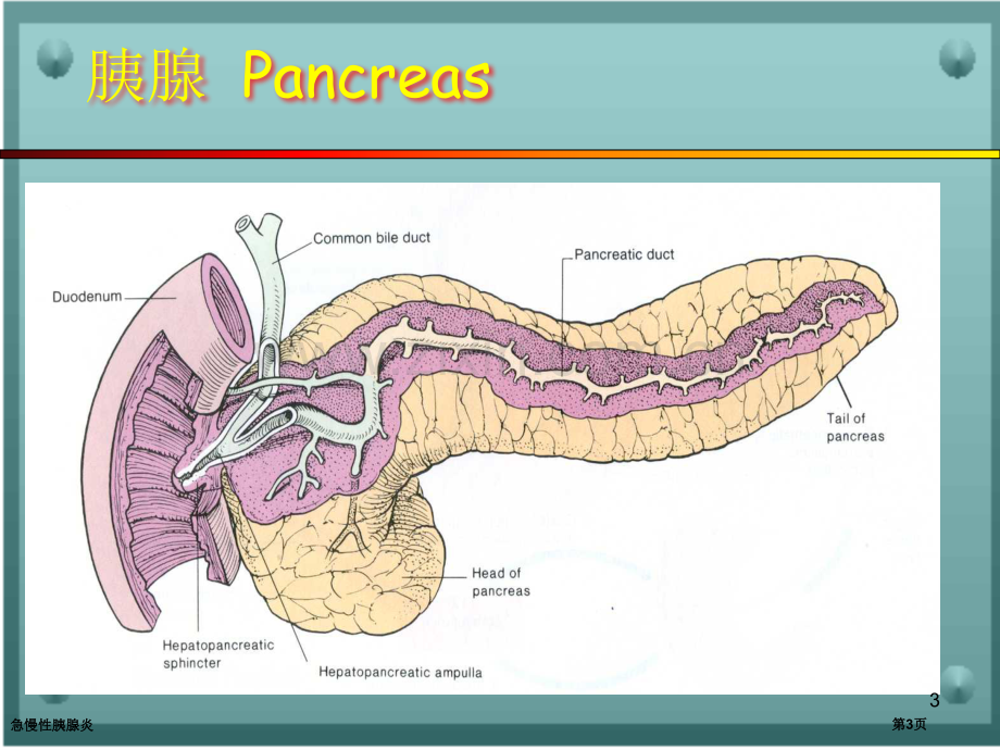 急慢性胰腺炎专家讲座.pptx_第3页