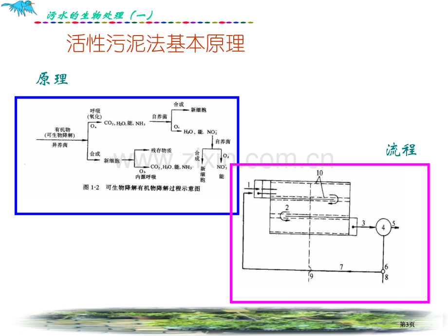 污水的生物处理公开课一等奖优质课大赛微课获奖课件.pptx_第3页