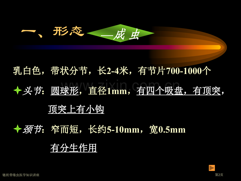 链状带绦虫医学知识讲座专家讲座.pptx_第2页