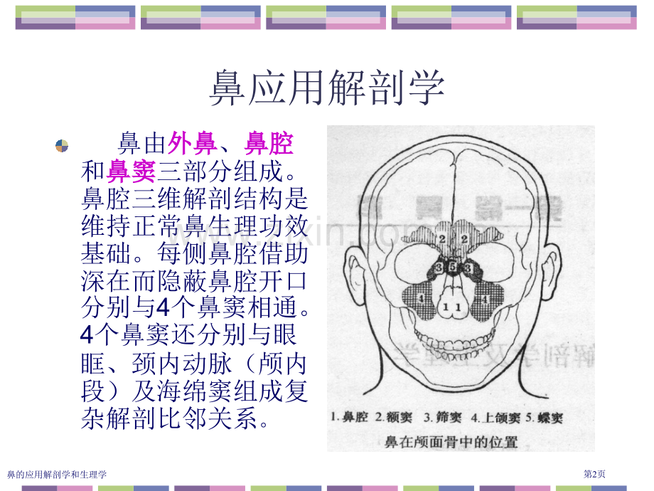 鼻的应用解剖学和生理学.pptx_第2页