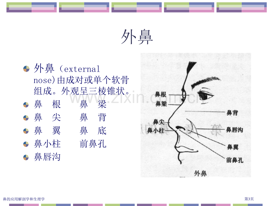 鼻的应用解剖学和生理学.pptx_第3页