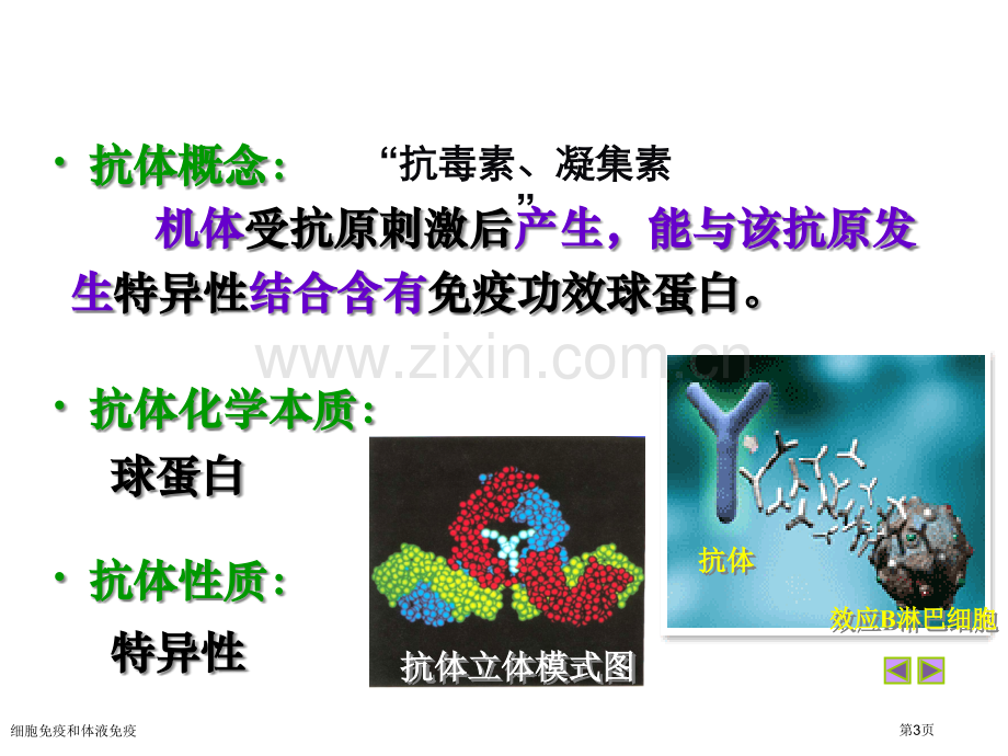 细胞免疫和体液免疫专家讲座.pptx_第3页