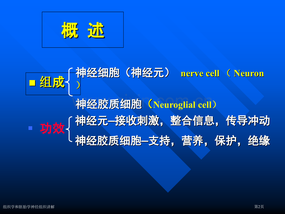 组织学和胚胎学神经组织讲解.pptx_第2页