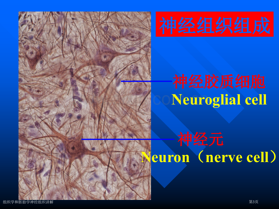 组织学和胚胎学神经组织讲解.pptx_第3页