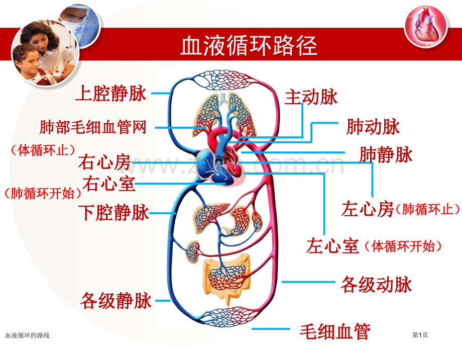 血液循环的路线专家讲座.pptx_第1页