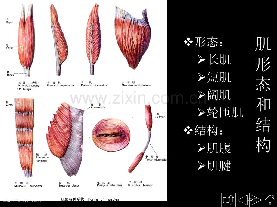 正常人体解剖学骨骼肌专家讲座.pptx_第2页