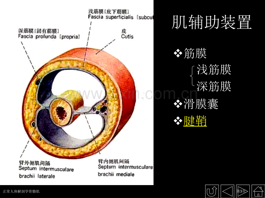 正常人体解剖学骨骼肌专家讲座.pptx_第3页