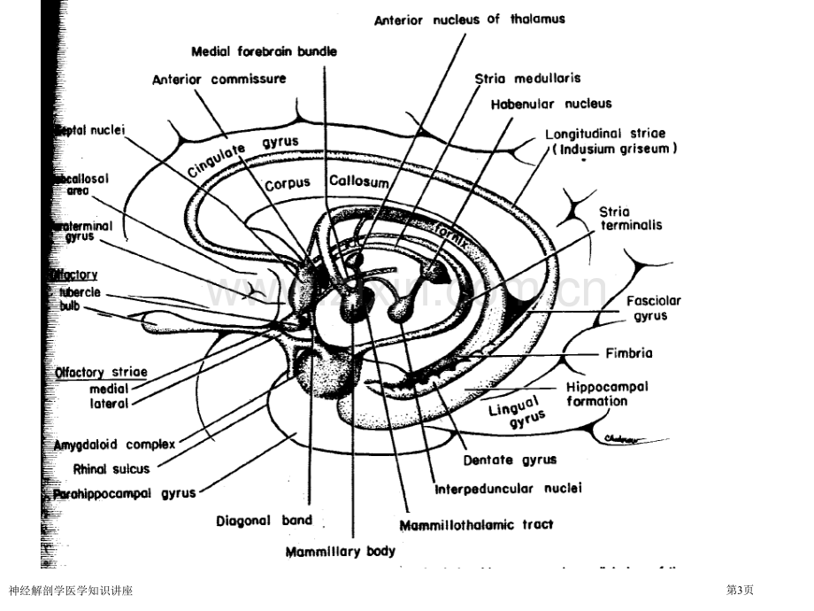 神经解剖学医学知识讲座专家讲座.pptx_第3页