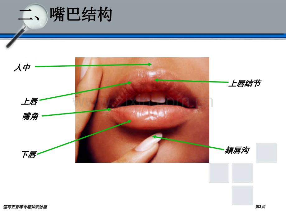 速写五官嘴专题知识讲座专家讲座.pptx_第3页