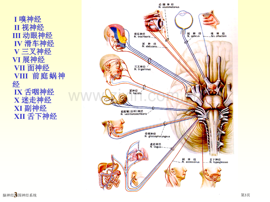 脑神经周围神经系统专家讲座.pptx_第3页