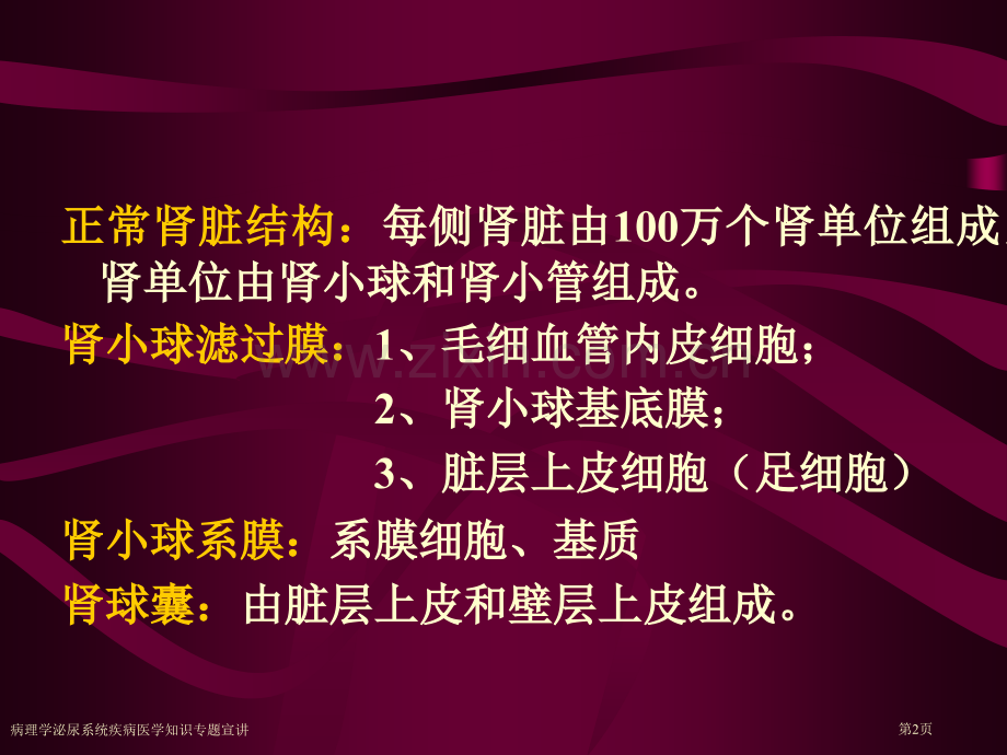 病理学泌尿系统疾病医学知识专题宣讲.pptx_第2页