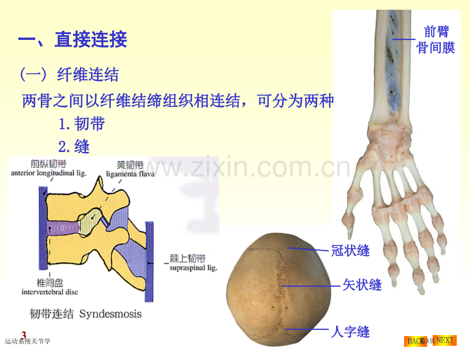 运动系统关节学专家讲座.pptx_第3页